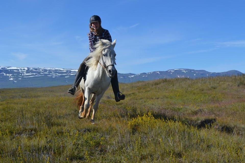 Húsey Hostel&Horsefarm Egilsstaðir Eksteriør bilde