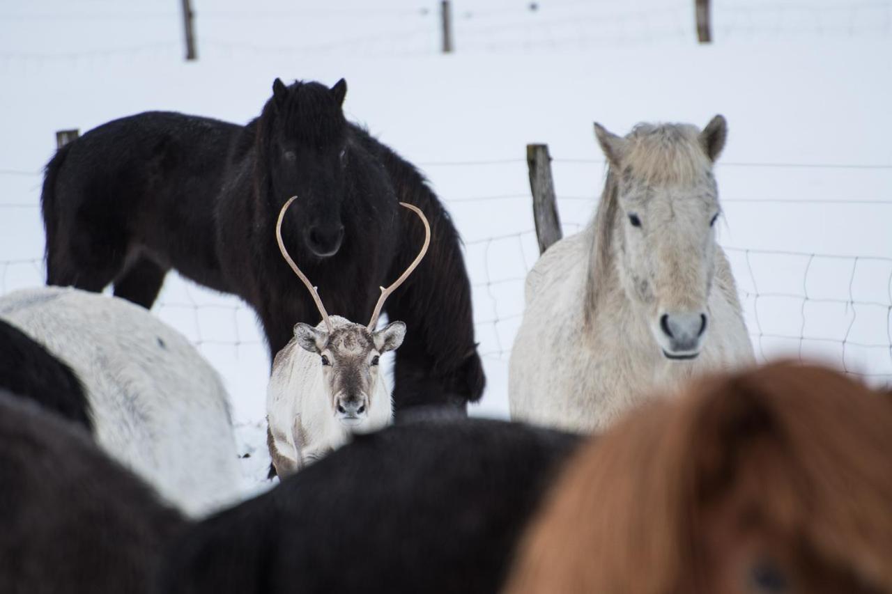 Húsey Hostel&Horsefarm Egilsstaðir Eksteriør bilde